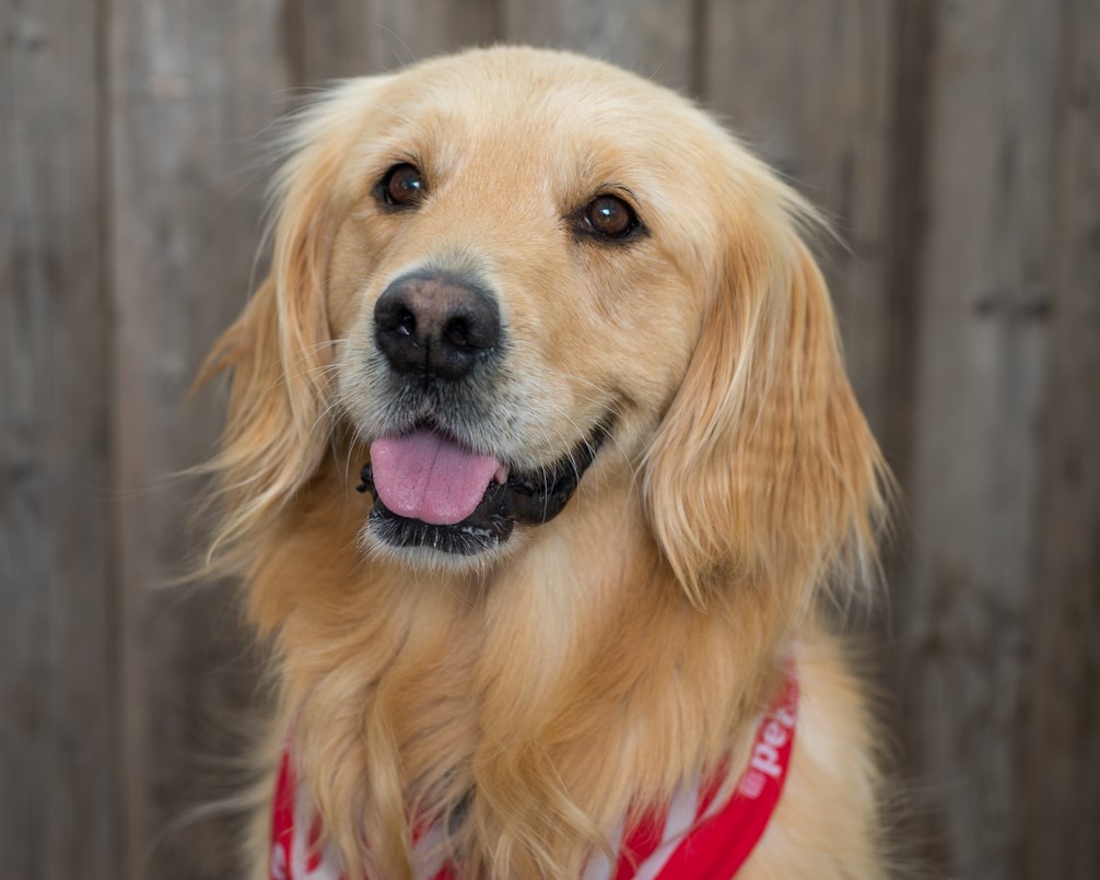 Honey the Golden Retriever